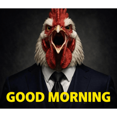 The daily life of a chickens