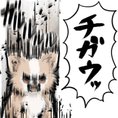 wild high-energy Chihuahua