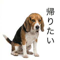 Beagle Honne - Daily & Funny