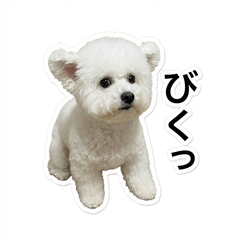 Bichon Frise Honne - Daily & Funny