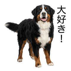 Bernese Honne - Daily & Funny