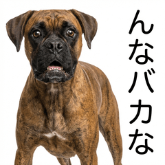 Boxer Honne - Daily & Funny