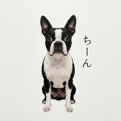 Boston Terrier Honne - Daily & Funny