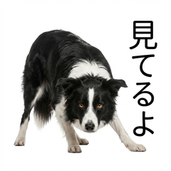 Border Collie Honne - Daily & Funny