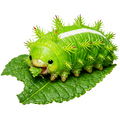 Atomix's Design_caterpillar