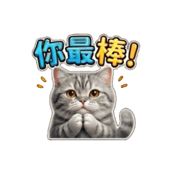 圓滾滾灰虎斑貓:療癒系日常招呼篇