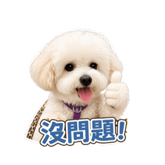 將將是隻比熊犬