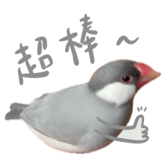 有看過我家小鳥嗎？沒的話你現在看過了