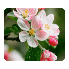 蘋果花長成紅蘋果貼圖