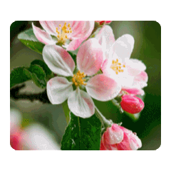 蘋果花長成紅蘋果動態貼圖