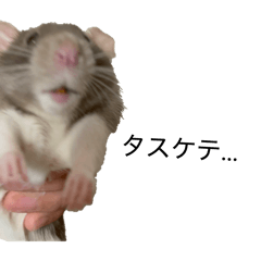 hinatahakawaii_20260408085154