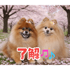 ma.kinakomugi_20260404224619