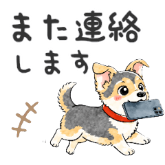 Cute everyday life of a mixed-breed dog