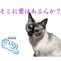 maaaako_20260407181113