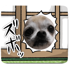 kinako2_20260407184443