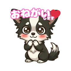 Black Long-haired Chihuahua (Daily)1