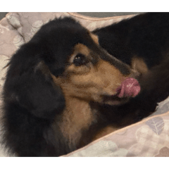 hinazuki_20260408082835