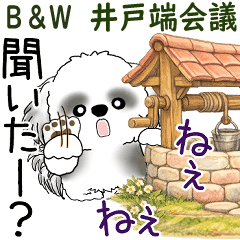 B&W Shih tzu 2026 (Wellside chat)