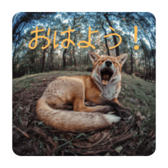 animal stamps_20260408082327