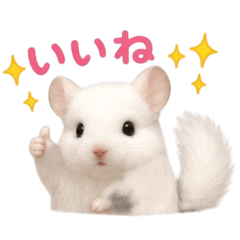 chinchilla_tsumugichan_stamp