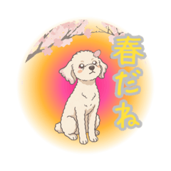 toy_pooooodle_20260407184735