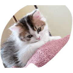 bicolor MikeChan_20260407191932