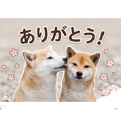 chacha_20260407205236