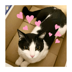 ORANGE MINT_20260407214749