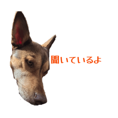 My dog and cat stamp