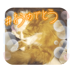 koma0921_20260407215657