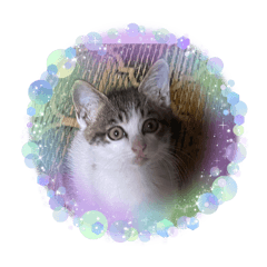 I love the daily life of cats. Thank