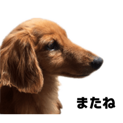 Cute Chocola Dog Daily Stickers