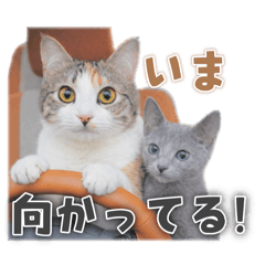 buyer_20260408155534