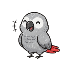 Little African Grey