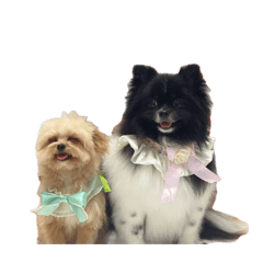 四季のわんこたち