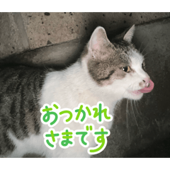 shinichi_20260408165020