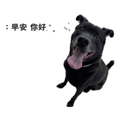 我的小狗 雪白3.0