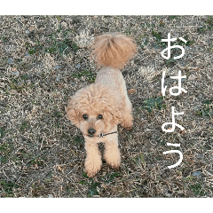 donguri_20260408194357