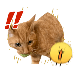 karrera_911_20260408200313