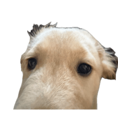 Kokona_20260408200623