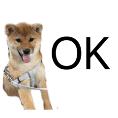 shachi_20260408205514