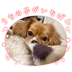 achan_20260408205538