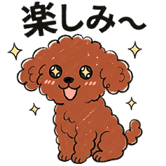 toy poodle red nitijo