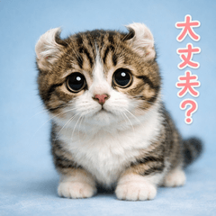 For Kinkalow cats and cat lovers