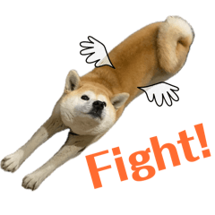 Shiba Yuki_20260408211317