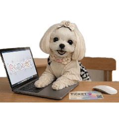 maltese sara_20260408212145