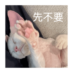 Frosty the Devon Rex 2.0