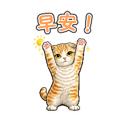 一隻表情極為呆滯的蘇格蘭摺耳貓