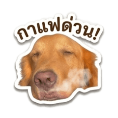 DBlack_20260408123508