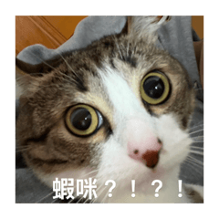 不是我家的皮皮